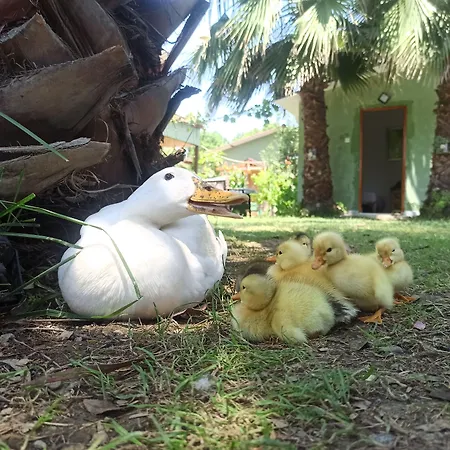 Tatil Evi Daidala Life Göcek